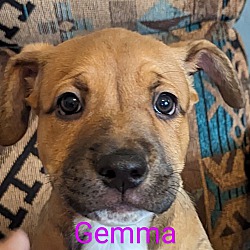 Photo of Gemma