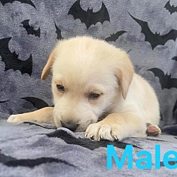 Photo of Yellow male lab puppy Logan WV