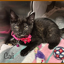 Thumbnail photo of CALI #1