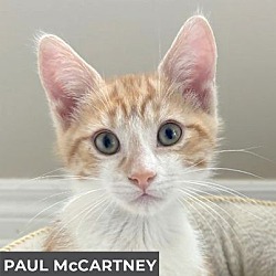 Thumbnail photo of Paul McCartney #1