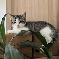 adopt a pet