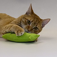 adopt a pet