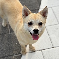 adopt-pet