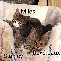adopt a pet