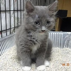 Thumbnail photo of Grey Kitty 1 #1