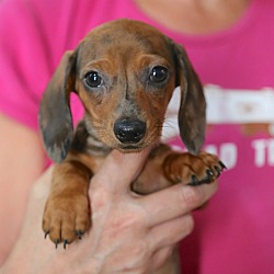 Thumbnail photo of GRETCHEN~adopted! #1