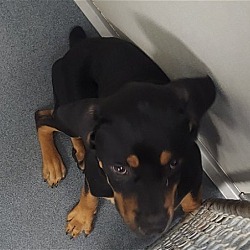 Photo of DA 19 Goliath