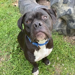 Photo of Scout