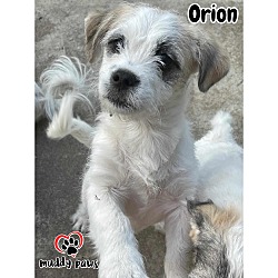 Photo of Orion - No Longer Accepting Applications