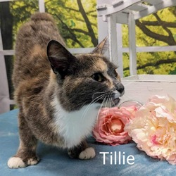 Thumbnail photo of Tillie #4