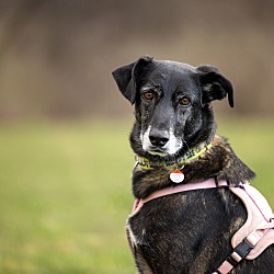 Thumbnail photo of Sonja (Foster-To-Adopt) #3