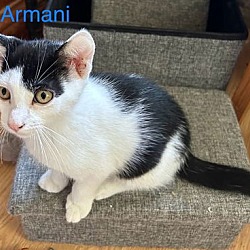 Thumbnail photo of Armani #2