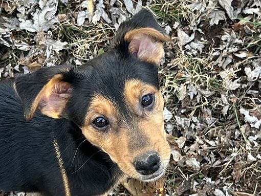 Cookeville, TN - Chihuahua/German Shepherd Dog. Meet Holmes a Pet for ...