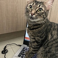 adopt a pet
