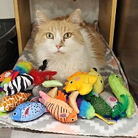 adopt a pet