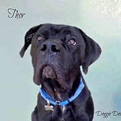 Photo of THOR(Adoption Pending )