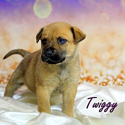 Thumbnail photo of Twiggy ~ meet me! #2