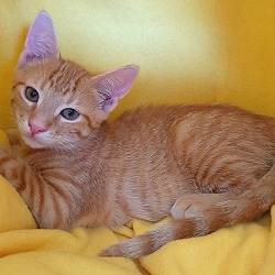Thumbnail photo of Diamond's kitten - Peridot #3