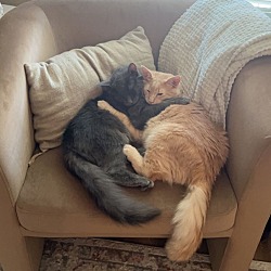 bonded pet photo