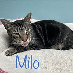 Thumbnail photo of Milo #4