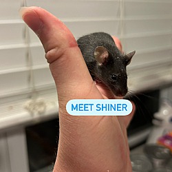 Photo of Shiner