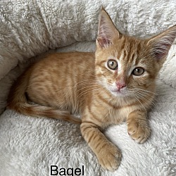 Thumbnail photo of Bagel #2