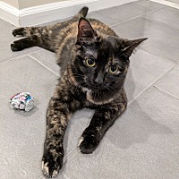 adopt a pet