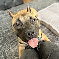 adopt a pet