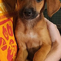 adopt a pet
