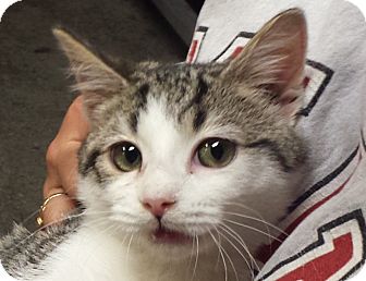 Concord Oh Domestic Shorthair Meet Gray And White Tiger Tabby