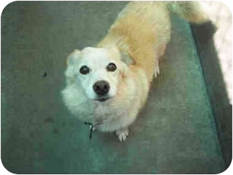 Lomita Ca American Eskimo Dog Meet Tigger A Pet For Adoption American Eskimo Dog Meet Tigger A Pet