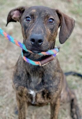 Anderson, IN - Plott Hound/Great Dane. Meet Zoom a Pet for Adoption ...