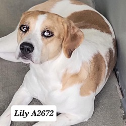 Photo of Lily A2672