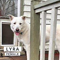 Thumbnail photo of Lyra #3