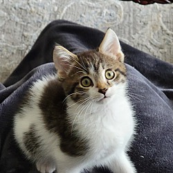 Thumbnail photo of Smores-Playful Kitten #3