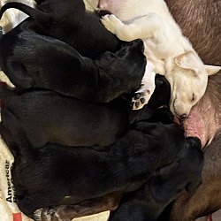 Thumbnail photo of They are not named as they are only 8 weeks #1