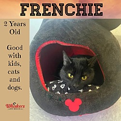 Thumbnail photo of FRENCHIE #1