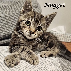 Photo of NUGGET