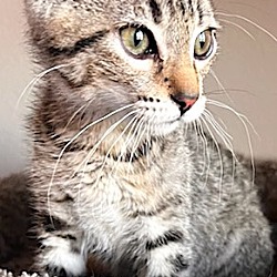 Photo of NEMO (kitten)