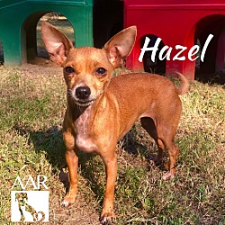 Thumbnail photo of Hazel #1