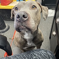 adopt a pet