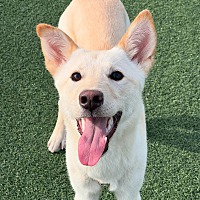 adopt-pet