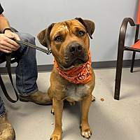 adopt a pet