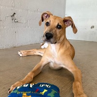 adopt a pet