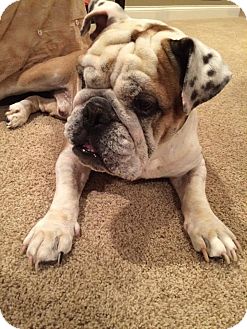 Chicago, Il - English Bulldog. Meet Chopper A Pet For Adoption.