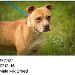 Thumbnail photo of Ezra @ Animal Shelter #1