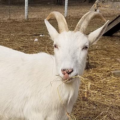 goat adoption near me
