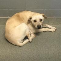 Valencia County Animal Shelter in Los Lunas, New Mexico