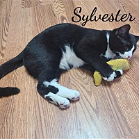 Photo of Sylvester