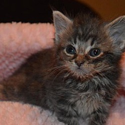 Thumbnail photo of Ab Litter Talia - Adopted 09.16.16 #3